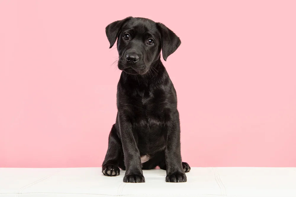 Dog scooting – Causes, treatments and when to see a vet