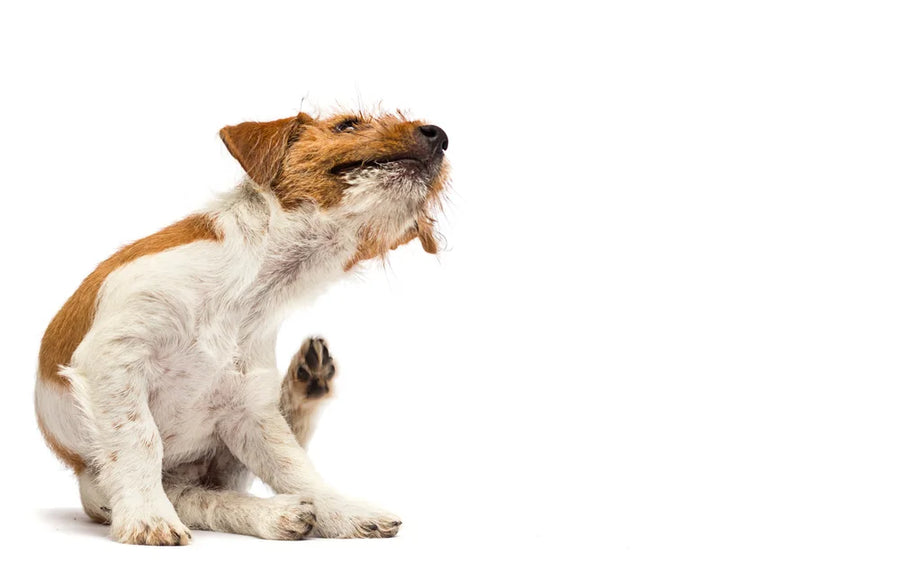 dog dermatitis