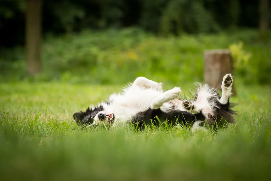 Itchy dog with skin issues rolling in grass