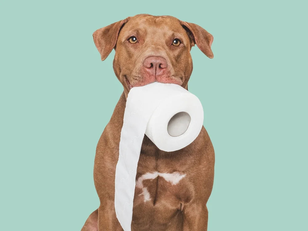 Diarrhoea in dogs: What do I need to know?