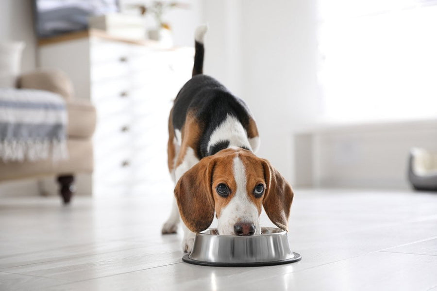 What to give a dog with an upset stomach