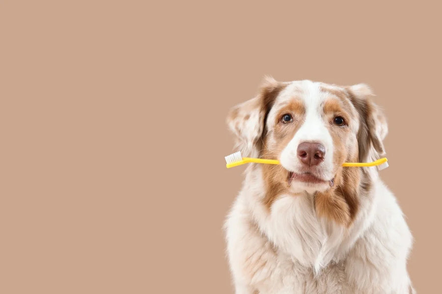 dog with bad breath holding a tootbrush