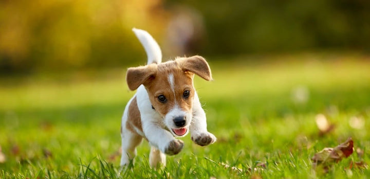 What age should you give your dog joint supplements?