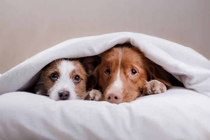 How YuMOVE Calming Care works for your dog