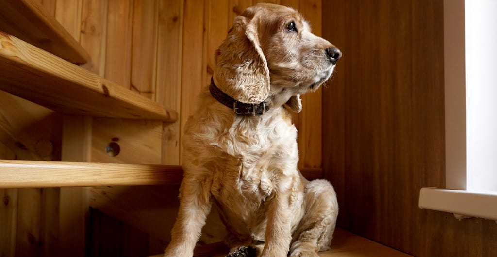 Are stairs bad for dogs and puppies?
