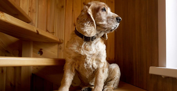 Are stairs bad for dogs and puppies?