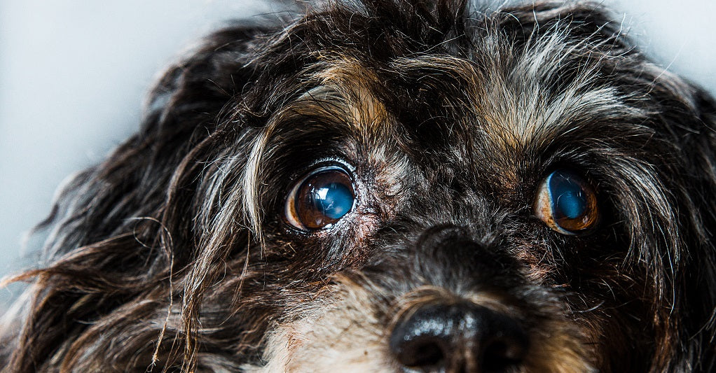 Exercising Your Sight-Impaired Dog