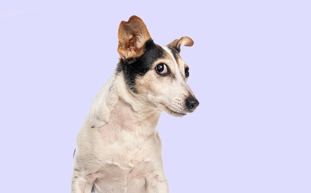 Gas relief for dogs: Causes & Relief