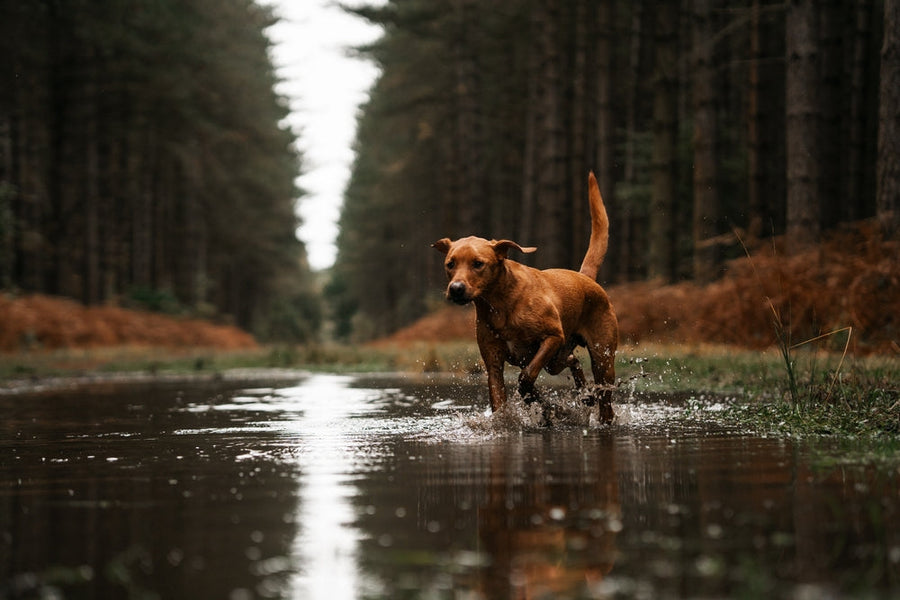 Giardia dog in woods