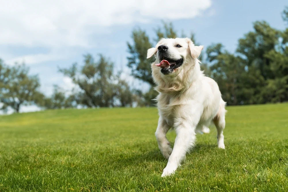 How your dog’s gut health affects their immune system