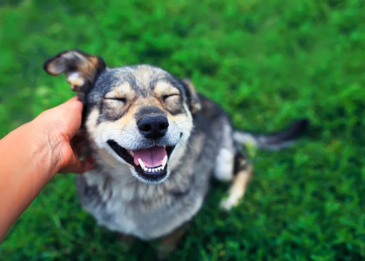 A Guide to Itchy Skin in Dogs