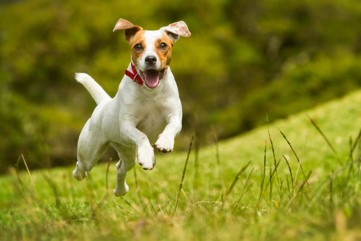 Do dogs need multivitamins?