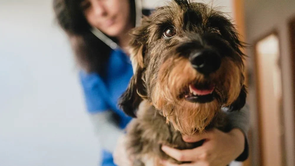 Kidney disease in dogs