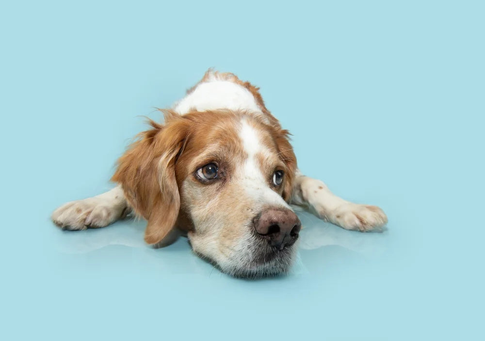Liver disease in dogs