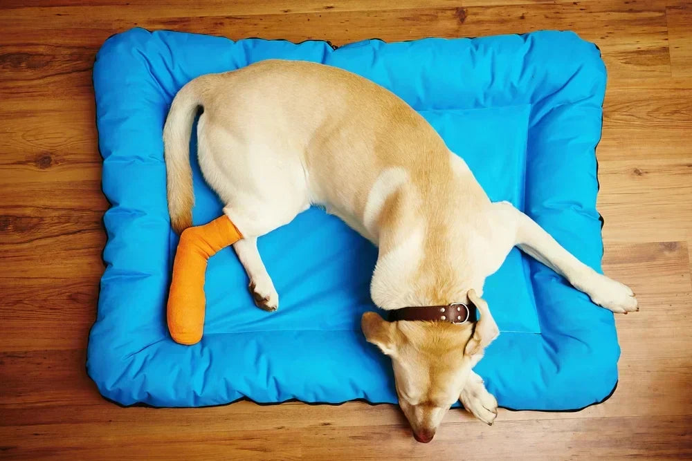 Luxating patella in dogs