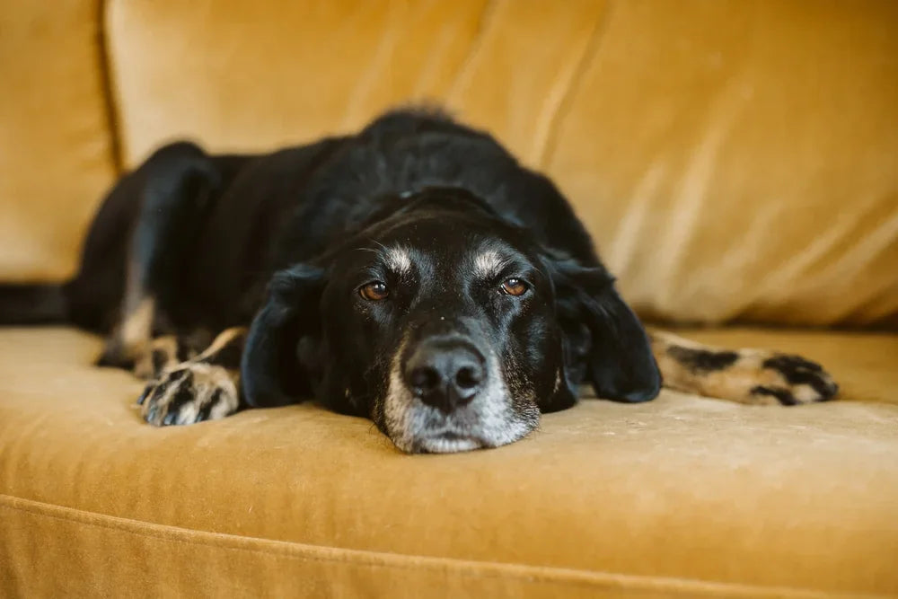 Incontinent dog on couch