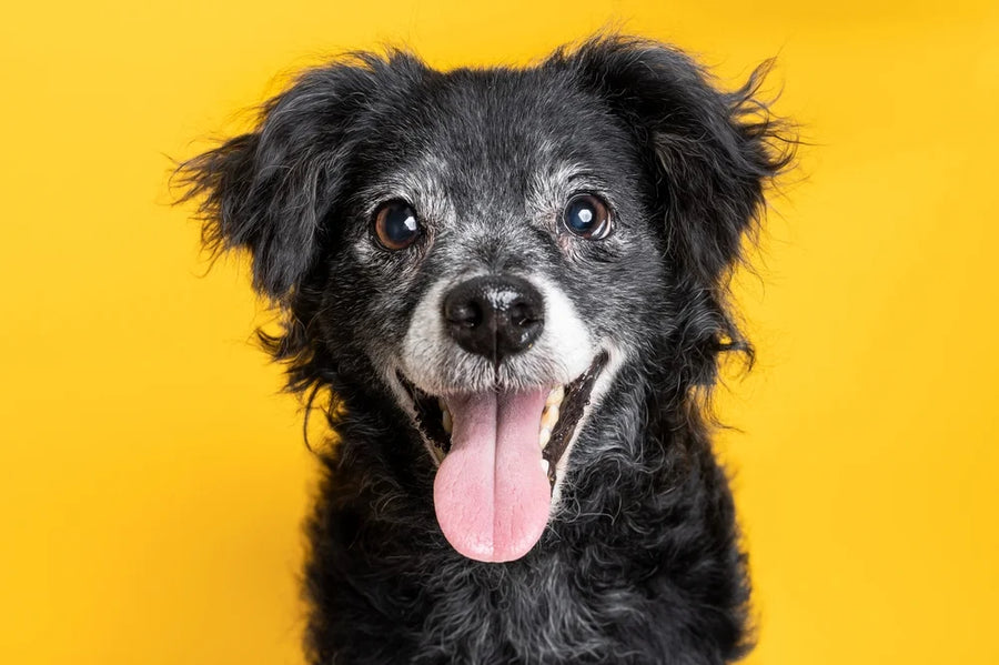 Old dog panting