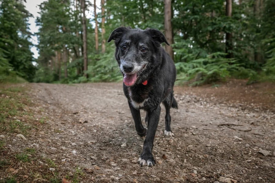 Old dog walking in circles