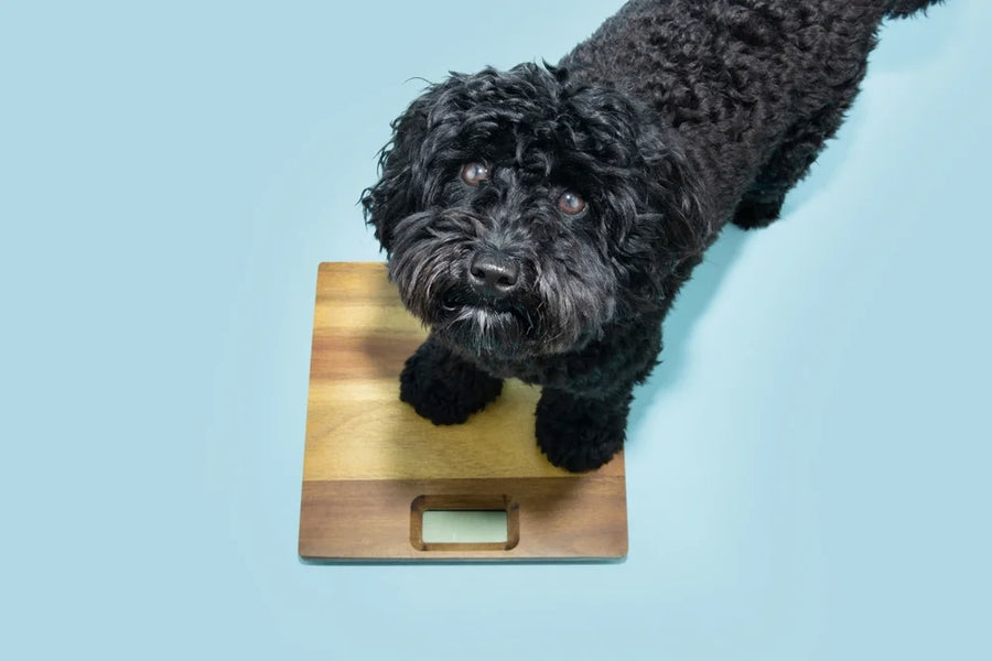 Old dog losing weight