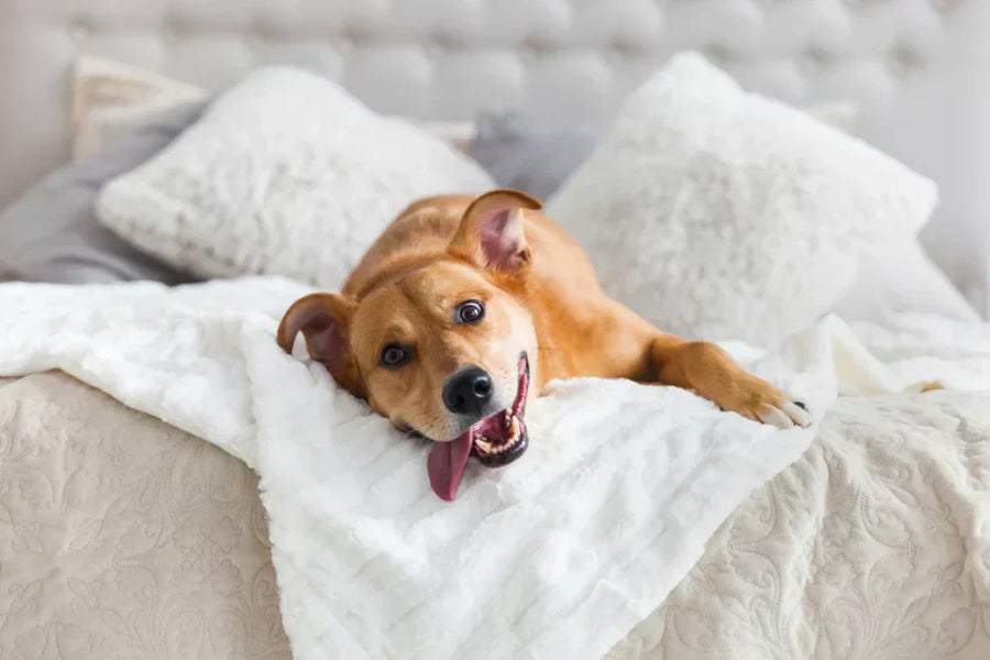 Perianal fistula in dogs