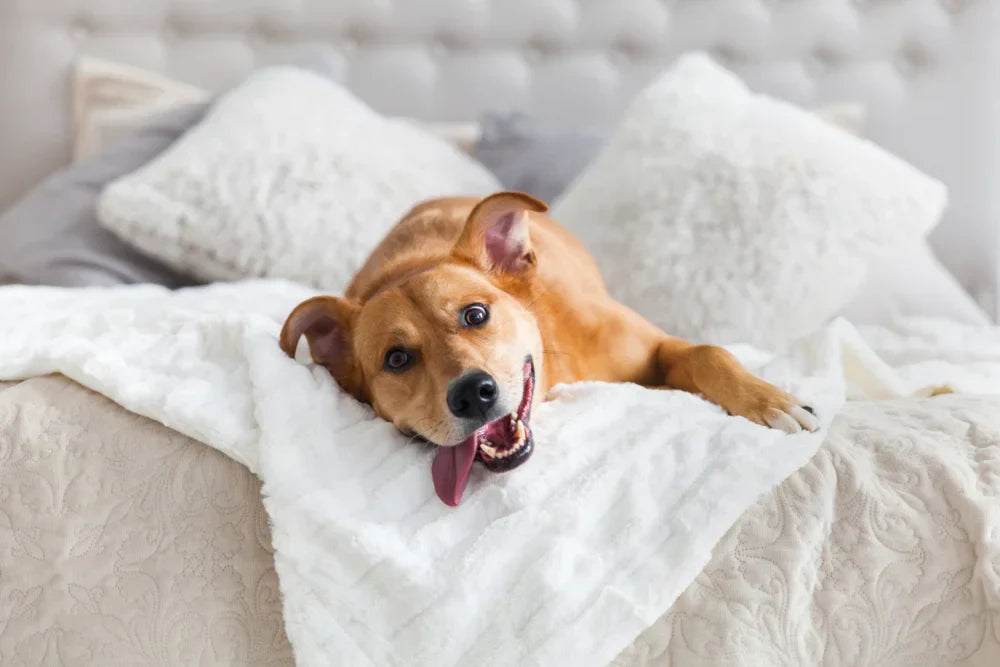 Perianal fistula in dogs
