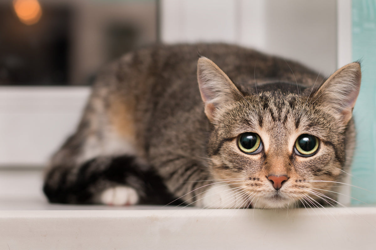 How to tell if your cat’s unwell