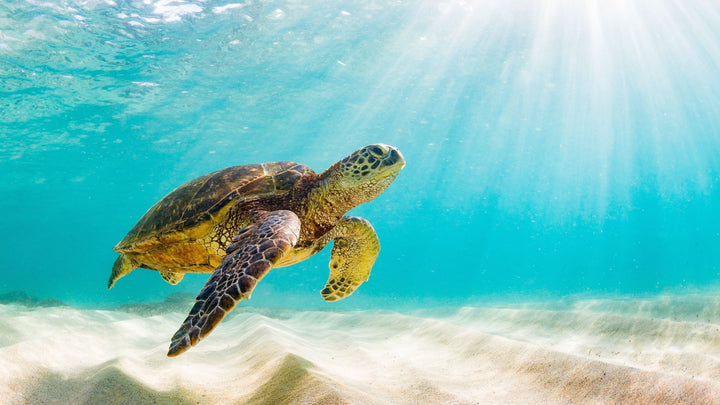 10 weird and wonderful facts about animals