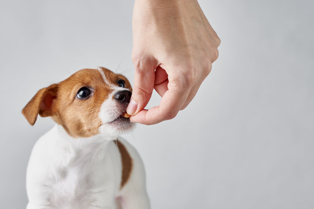 Does your dog need a daily multivitamin?