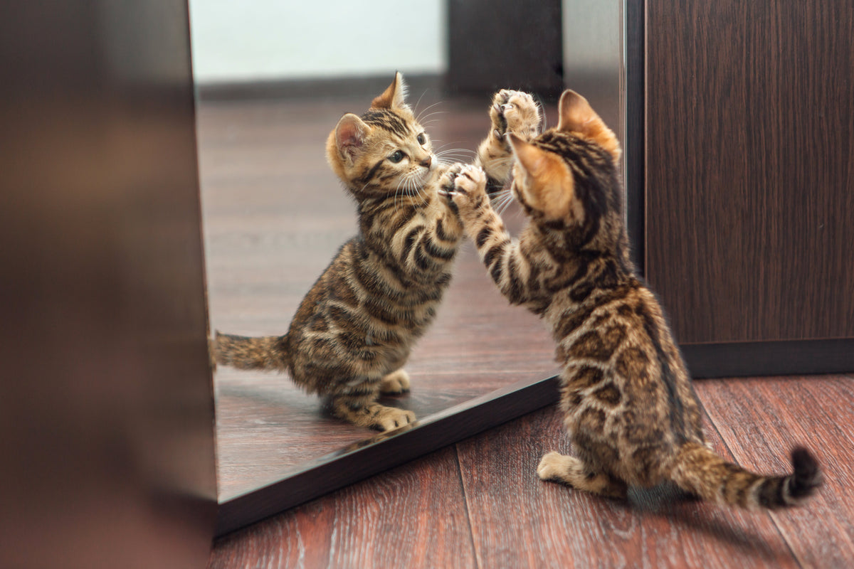 Do cats recognise their reflections?