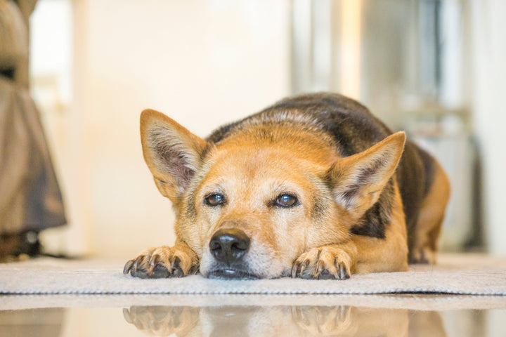 Dog joint stiffness: demystifying the myths