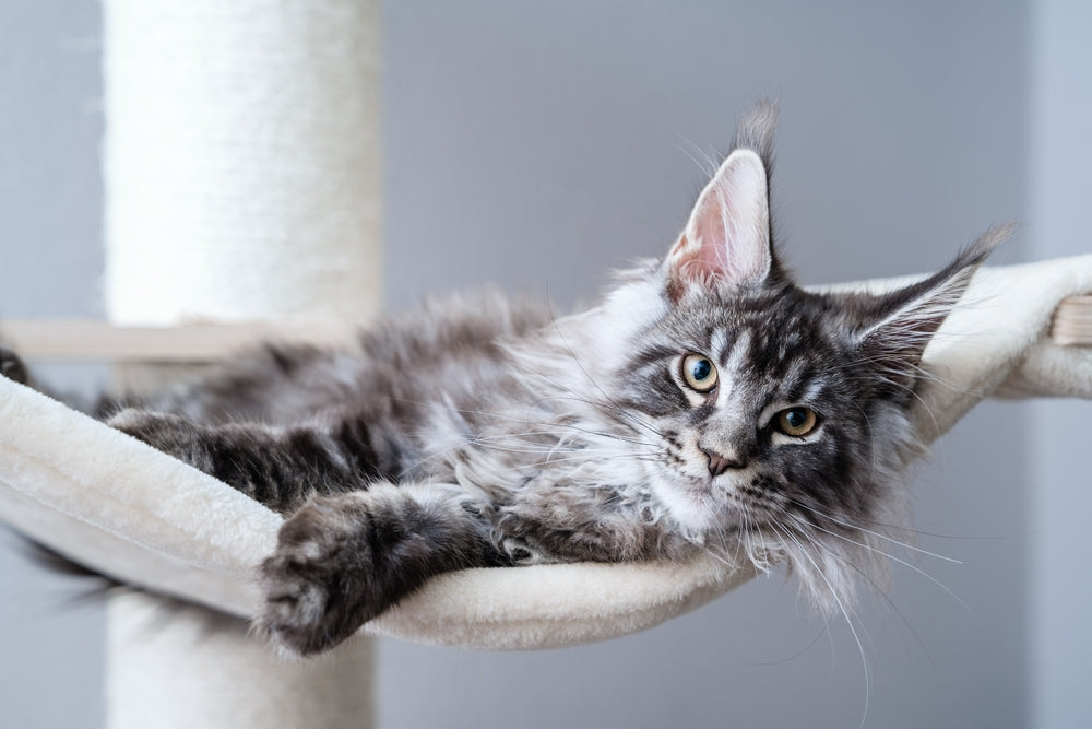 How to support your senior cat’s joints