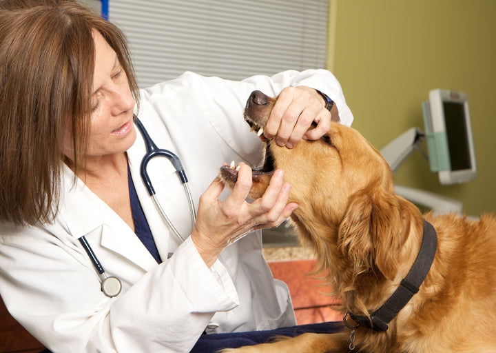 How to help a choking dog