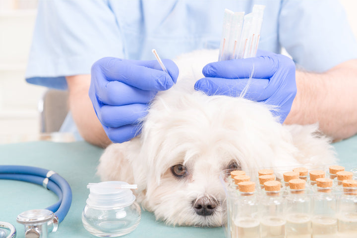 Acupuncture for dogs
