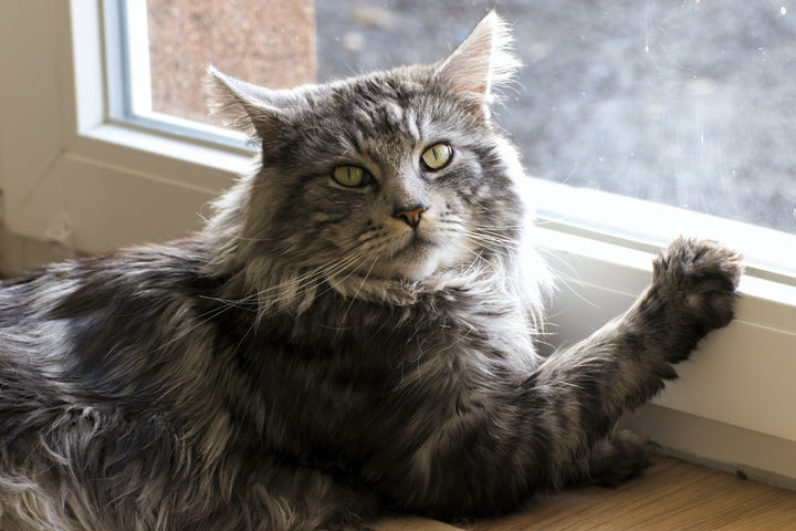 5 great cat scratching accessories for senior cats