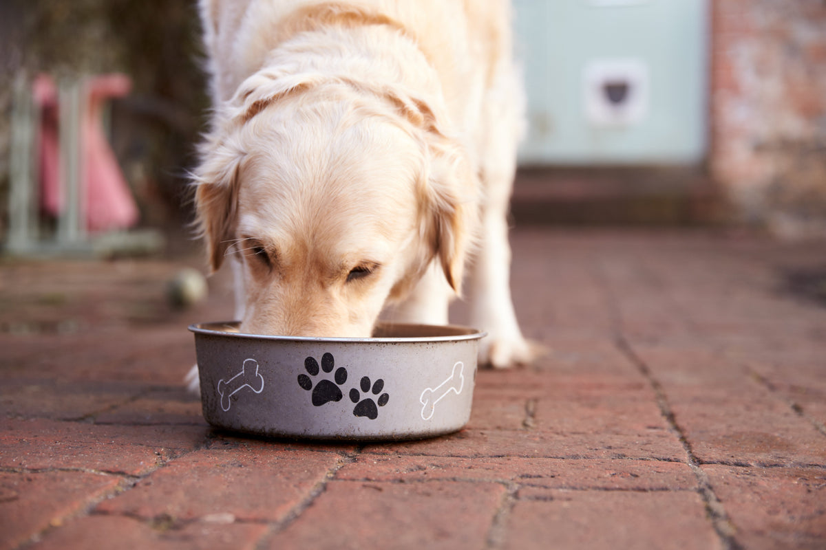 5 of the best dog bowls for senior dogs