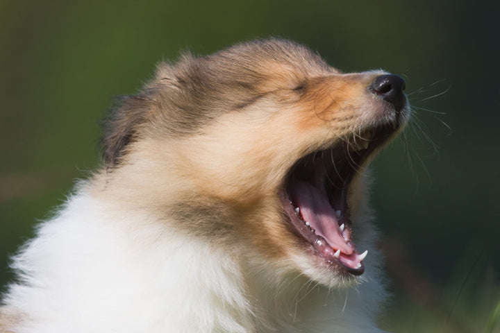 Kennel Cough: Symptoms and treatments