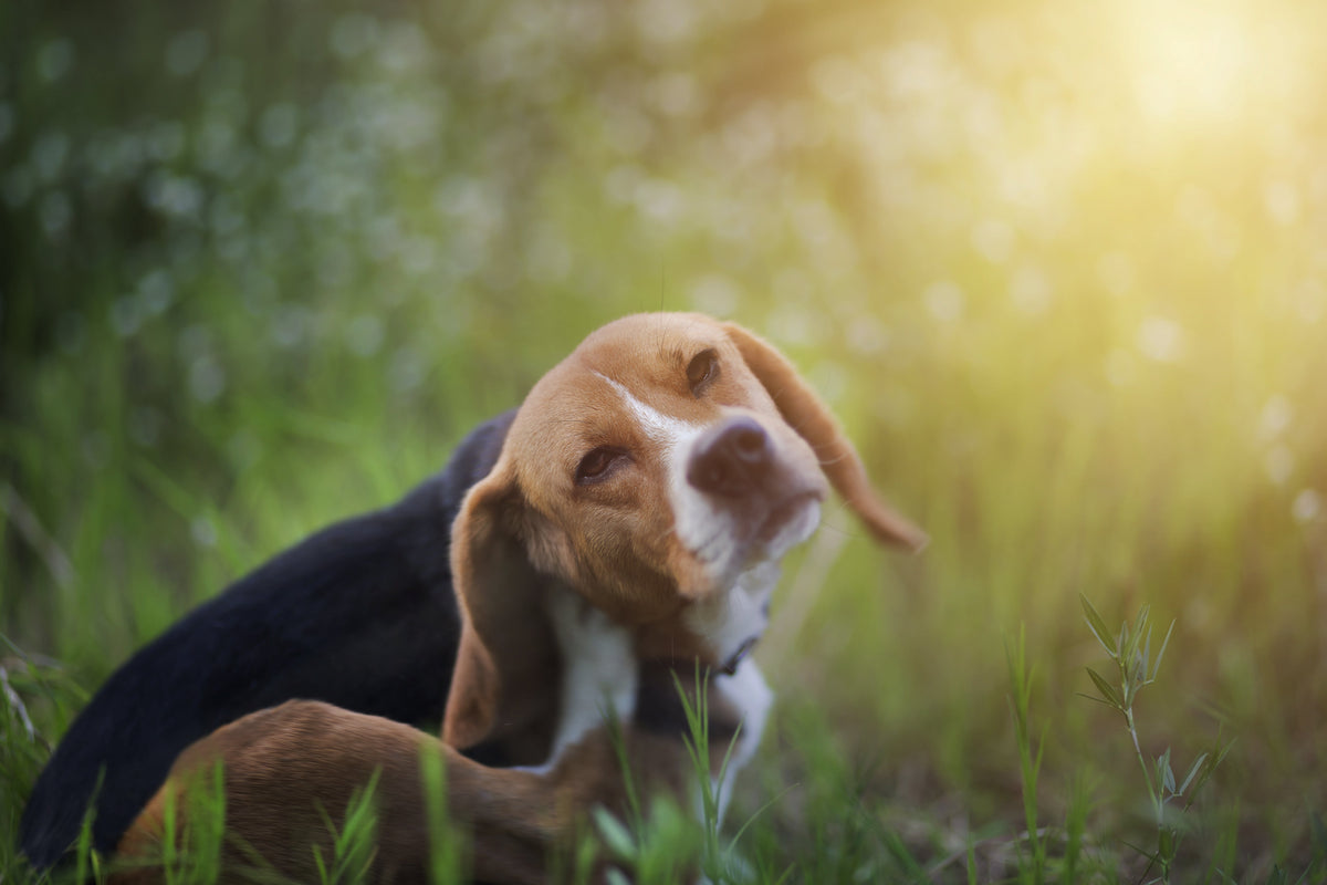 Ask The Vet: Canine Scratching & Itching