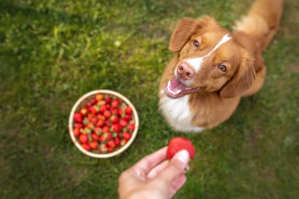 Dog eating a strawberry rich in vitamins