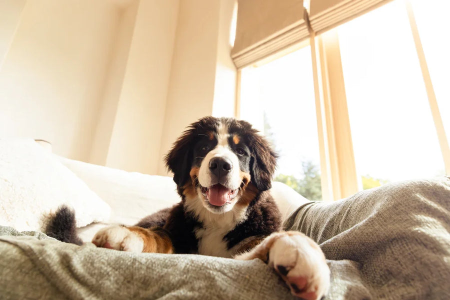 puppy sitting on sofa