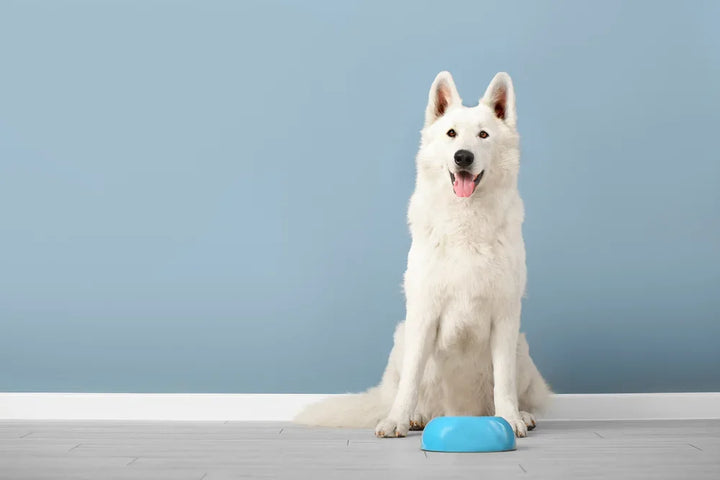 What to feed a dog with diarrhoea