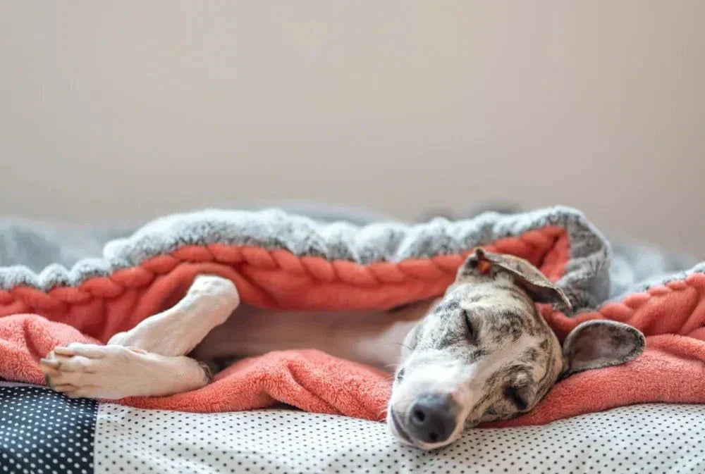 Top 15 calm dog breeds