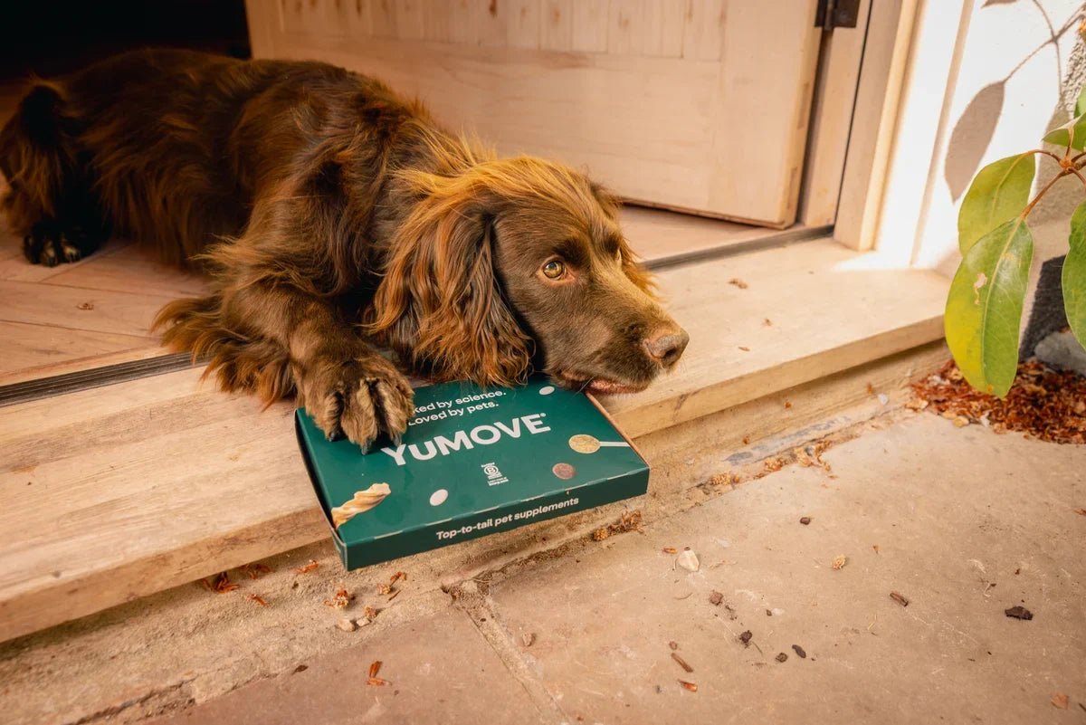 Your guide to YuMOVE – which products work best together?