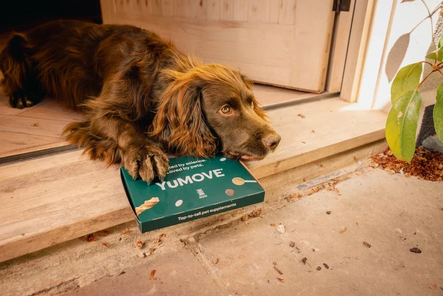 Dog with YuMOVE product package