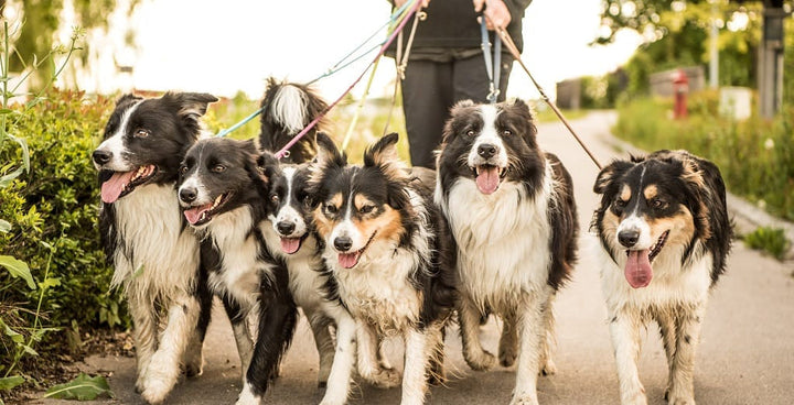 Why YuMOVE Helps Over 2 Million Dogs