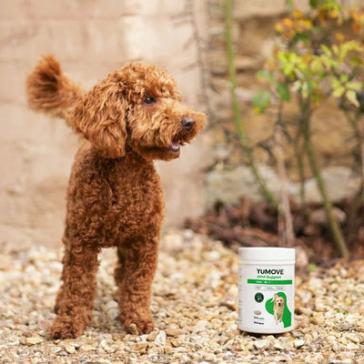 Joint Care for Adult Dogs - 300 Tablets Joints 300 Tablets 2