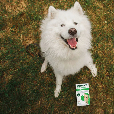 Joint Care for Adult Dogs Joints 2