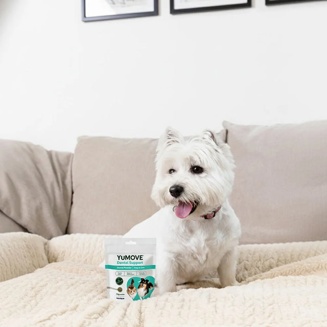 Dental Support Dental Powder for Dogs & Cats Dental Powder 90g Pouch2