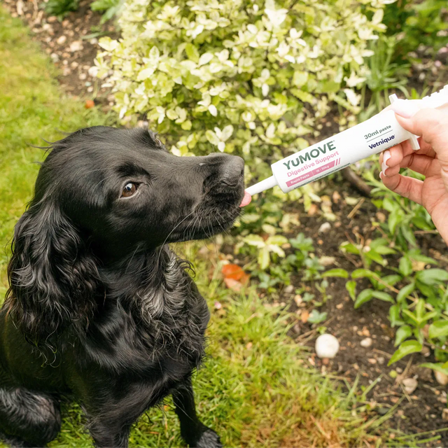 Digestive Support Rapid Paste for Dogs & Cats Digestive Health2