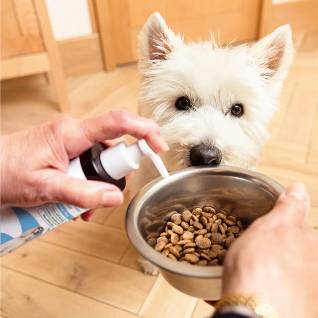 Skin & Coat Support Itching Dog Skin & Coat2
