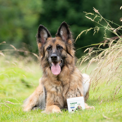 Joint Care Daily Bites for Senior Dogs 150 soft bites 2